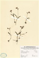 藏品(高山雛蘭)的圖片